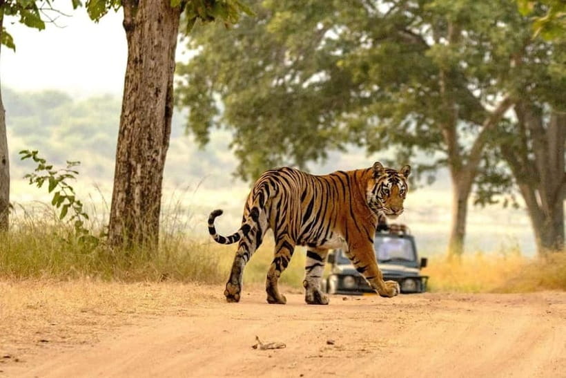 From Ranthambore: Official Tiger Safari in Canter With Guide - Booking, permits, and the refund risk