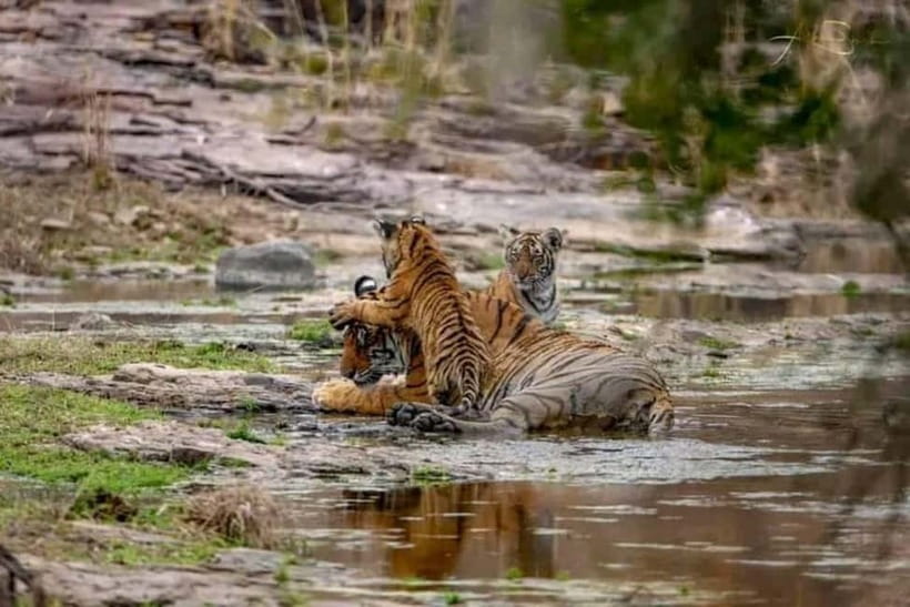 From Ranthambore: Official Tiger Safari in Canter With Guide - Three hours among Ranthambore’s wild animals