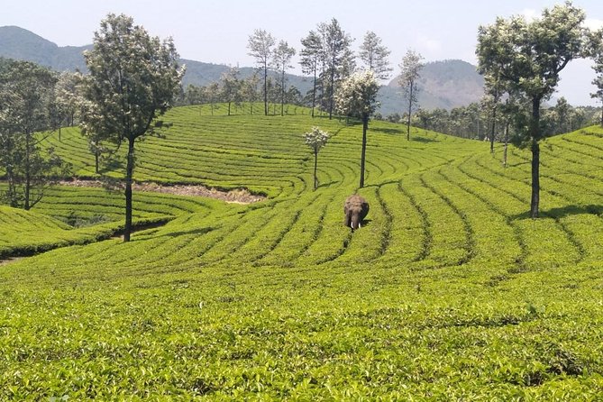 Full day in hiking in Munnar (By Munnar Info) - Lekshmi Hills and Pothamedu’s mountain climb