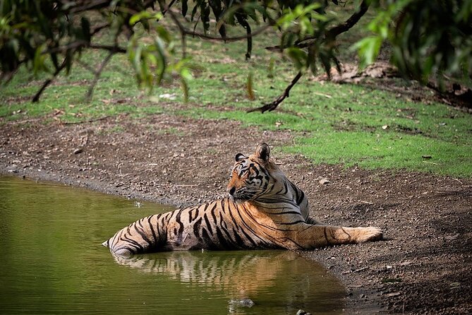Full-Day Trip to Ranthambore National Park from Jaipur - Key Points Before You Book