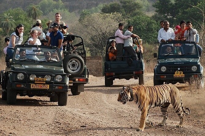 Full-Day Trip to Ranthambore National Park from Jaipur - Why This Jaipur Day Trip Works