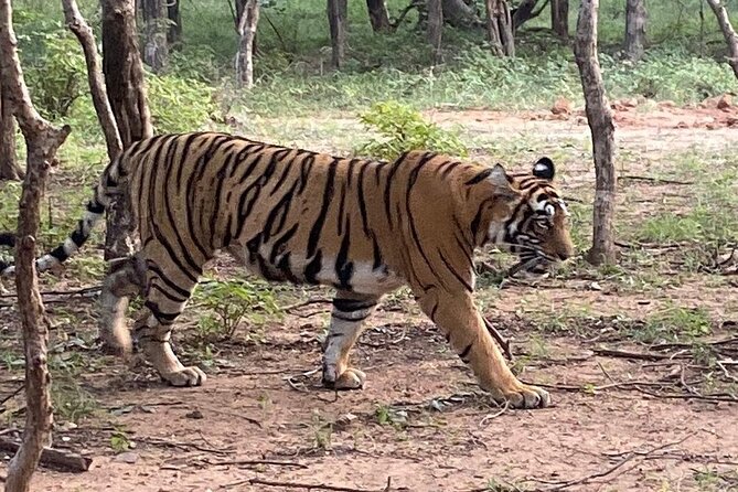 Full-Day Trip to Ranthambore National Park from Jaipur - The Early Road From Jaipur to Ranthambore