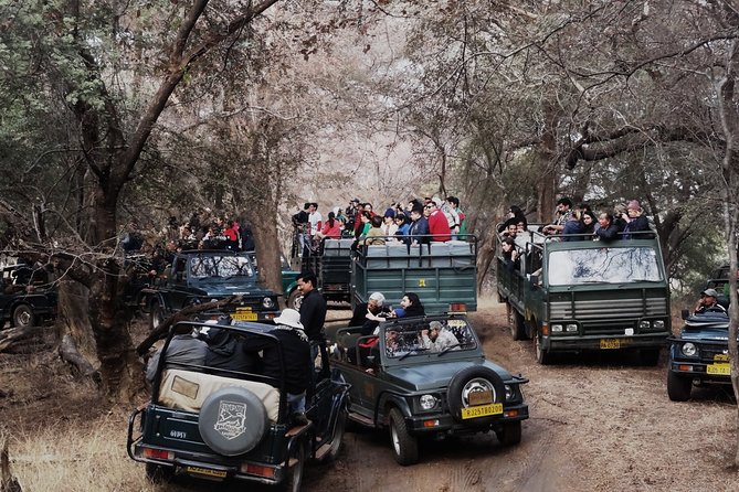 Full Day trip to Ranthambore tiger reserve from Jaipur Hotels - Why Ranthambore works as a Jaipur day trip