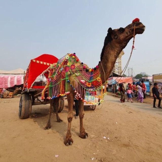 Fullday pushkar tour from jaipur with guid+camel/jeep safari - Lunch, cafés, and the limits of the package