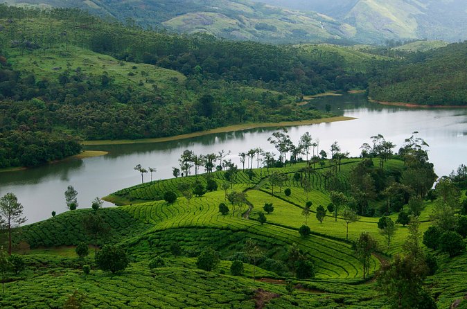Glimpses of Kerala in 6 days Private Tour with Sanguine Holidays - Munnar’s tea country and Eravikulam’s Nilgiri thar