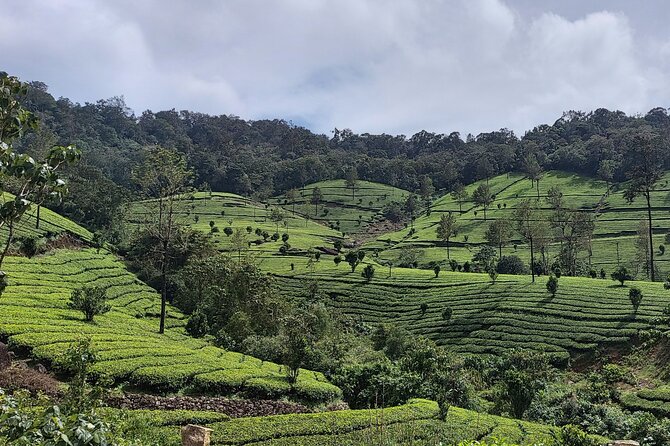 Glimpses of Kerala in 6 days Private Tour with Sanguine Holidays - One night on the Alleppey backwaters