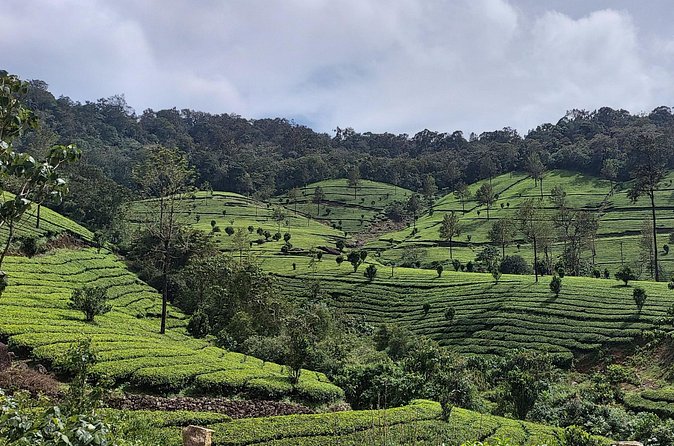 Glimpses of Kerala in 6 days Private Tour with Sanguine Holidays - Alappuzha Beach and the return to Kochi