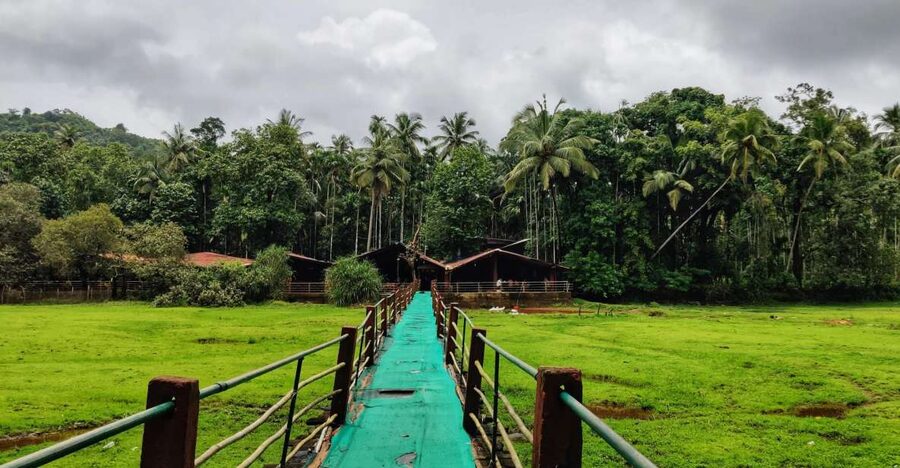 Goa: Spice Plantation Tour and Traditional Local Lunch - What you may see among the spices