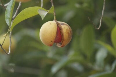 Spice Plantation Tour and Traditional Local Lunch