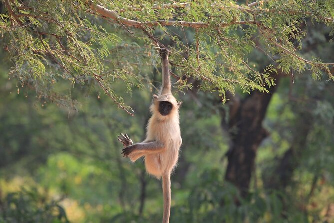 Golden Triangle & Ranthambore: 4-Day Private Tour from Delhi - The private car and guide setup