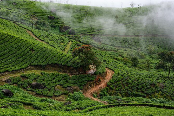 Green Magic Day Tour to Munnar - Five useful things to know before booking