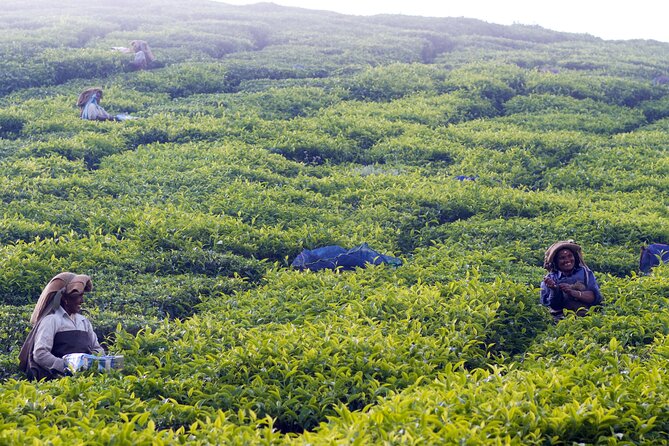 Green Magic Day Tour to Munnar - Leaving Kochi at 6:00 am for the Western Ghats