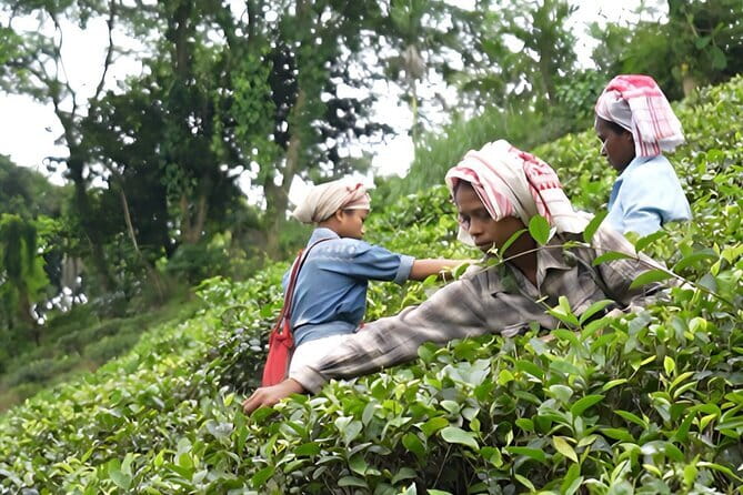 Guwahati Tea Garden tour @ Amchong - Key points at a glance