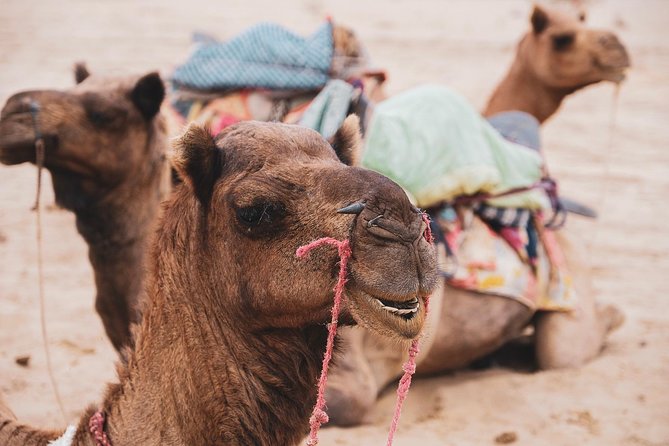 Half Day Desert Safari Jaisalmer - Kuldhara Abandoned Village and its ghost-town story
