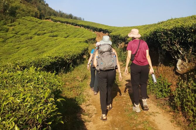 Half Day Hiking in Munnar Trekking Tour - Why this Munnar walk is more than a tea plantation stroll