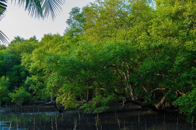 Into the Mangroves: Calicut Mangrove Trail by Tyndis - Starting at Kadalundi Bird Sanctuary