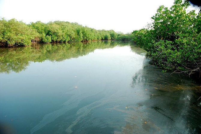 Into the Mangroves: Calicut Mangrove Trail by Tyndis - Stories from the people of Kadalundi