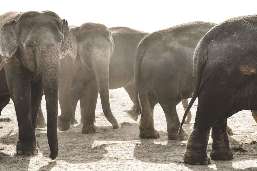 Jaipur: Elefantastic Elephant Sanctuary Tour - Key points to know before booking