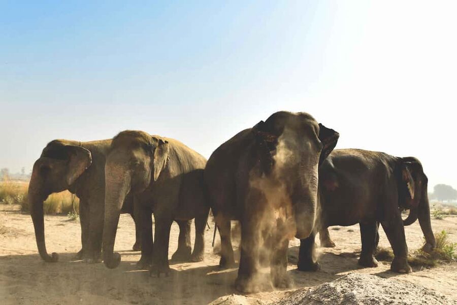Jaipur: Elefantastic Elephant Sanctuary Tour - The Jaipur pickup sets an easy pace