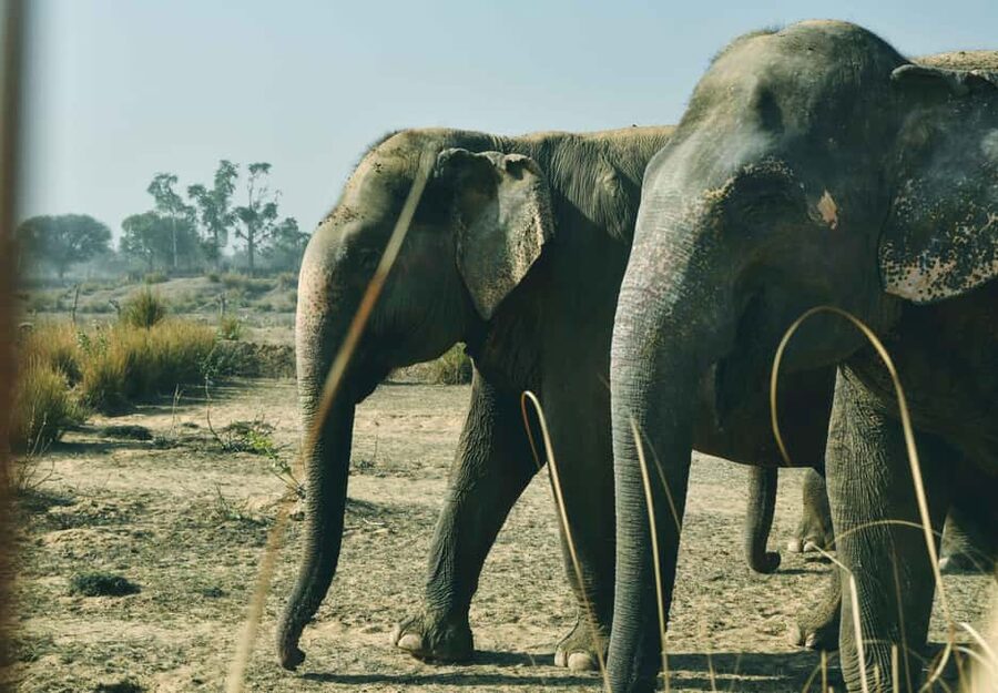 Jaipur: Elefantastic Elephant Sanctuary Tour - Washing the elephant is the memorable part