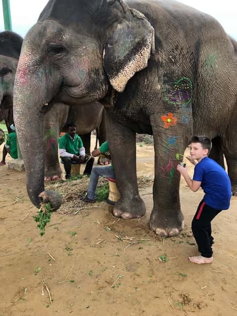 Jaipur: Elephant Interaction Tour - Meeting the elephants and earning their trust