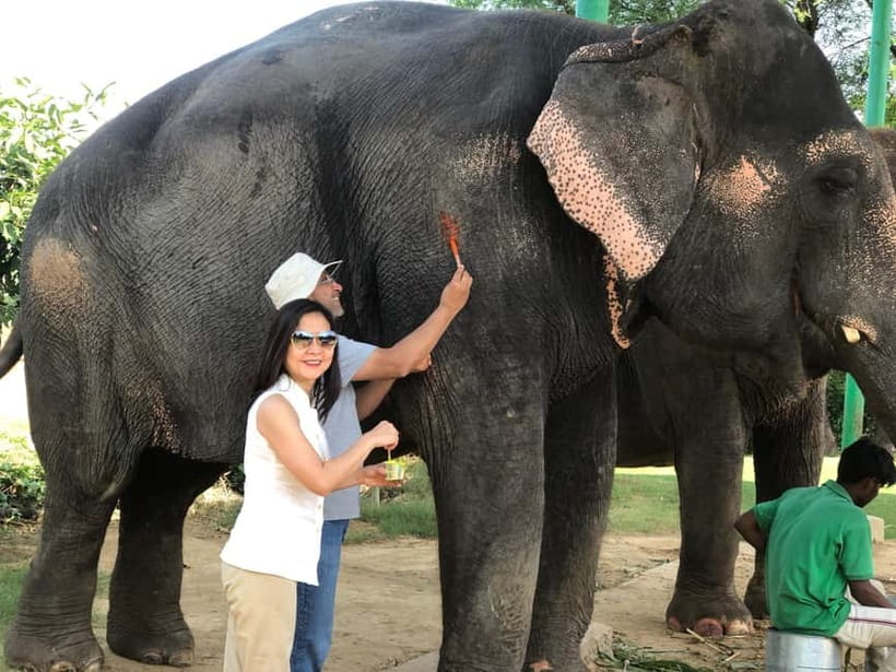 Jaipur: Elephant Interaction Tour - Natural painting, with a little care for the details