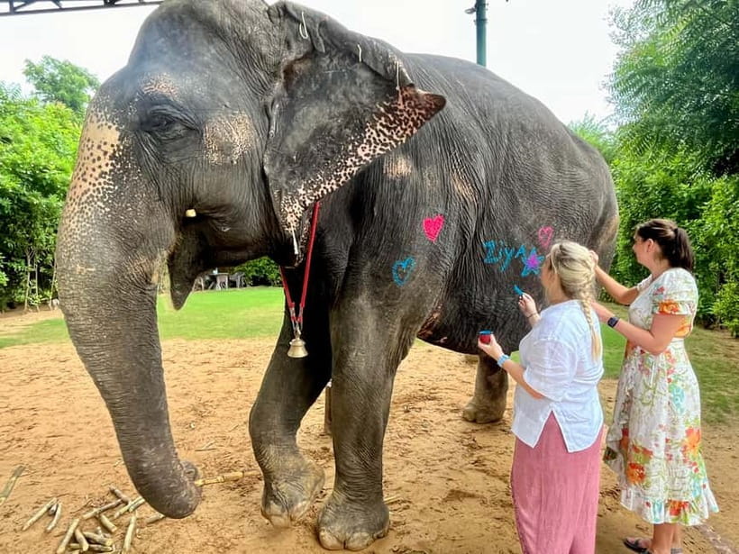 Jaipur: Elephant Interaction Tour - Mud, water, and washing the elephants