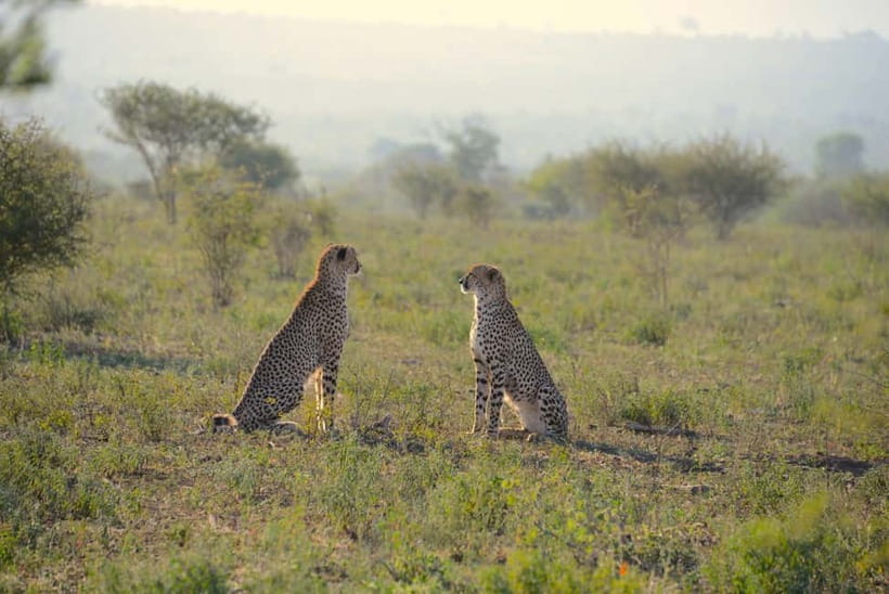 Jaipur: Jhalana Amagarh Leopard Reserve 4×4 Jeep Safari - Quick Points Before You Book
