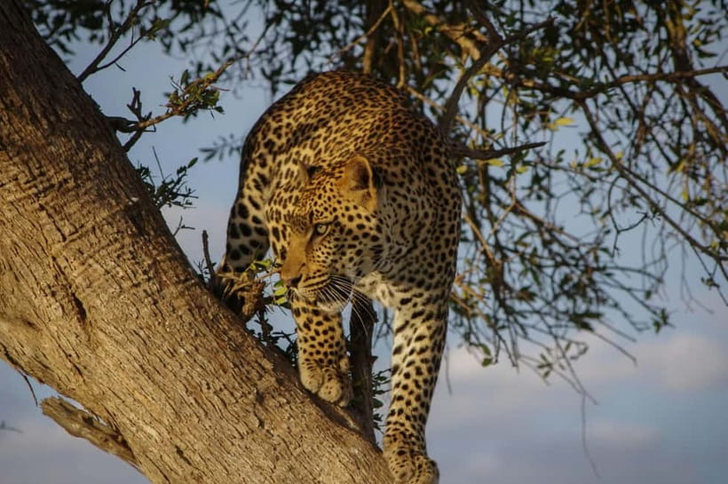 Jaipur: Jhalana Amagarh Leopard Reserve 4×4 Jeep Safari - Inside the 2.5-Hour 4x4 Safari