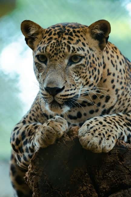 Jaipur: Jhalana Amagarh Leopard Reserve 4×4 Jeep Safari - What You Might See Beyond Leopards