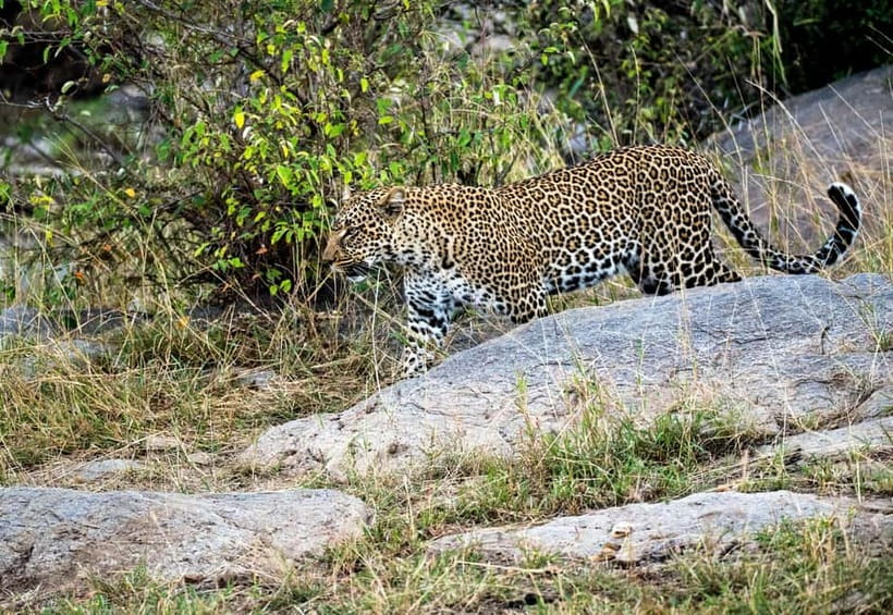 Jaipur: Jhalana Amagarh Leopard Reserve 4×4 Jeep Safari - Guide Quality Matters More Than Fancy Equipment