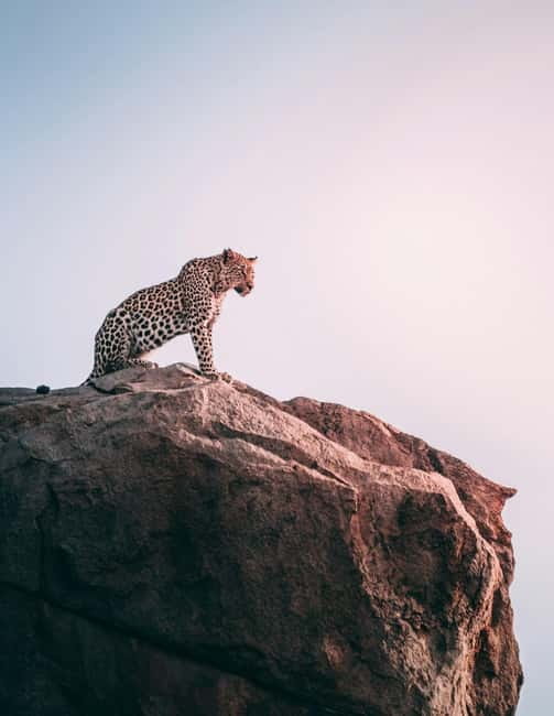 Jaipur: Jhalana Amagarh Leopard Reserve 4×4 Jeep Safari - Hotel Pickup Makes the Early Start Easier