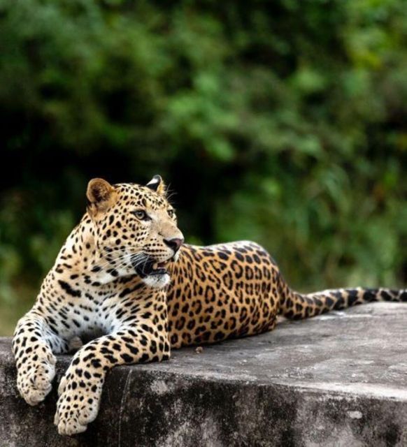 Jaipur: Jhalana/Amagarh leopard safari private tour - Key points before you book