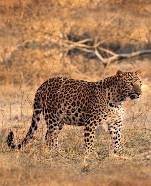 Jaipur: Jhalana/Amagarh leopard safari private tour - The 4x4 search for a leopard