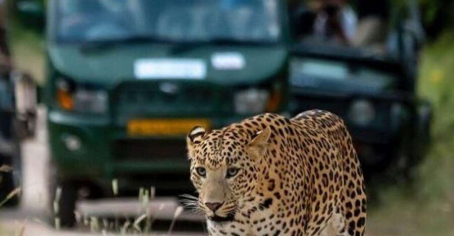 Jaipur: Jhalana/Amagarh leopard safari private tour - Timing matters more than the five-hour headline