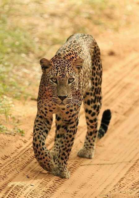 Jaipur: Jhalana/Amagarh leopard safari private tour - What is included for $84 per person