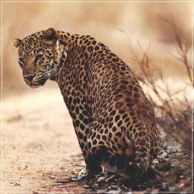 Jaipur: Jhalana/Amagarh leopard safari private tour - Jhalana and Amagarh: two names worth checking