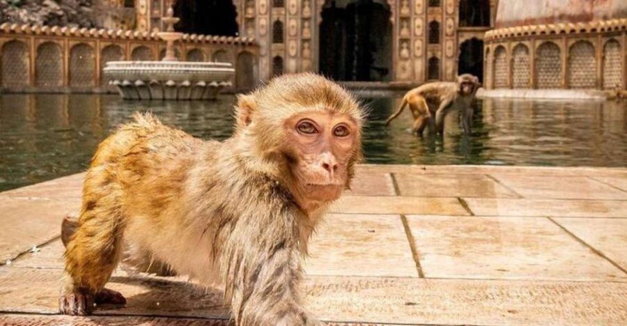Jaipur sightseeing tour with monkey temple (Galta ji temple) - Why This Jaipur Tour Works Well