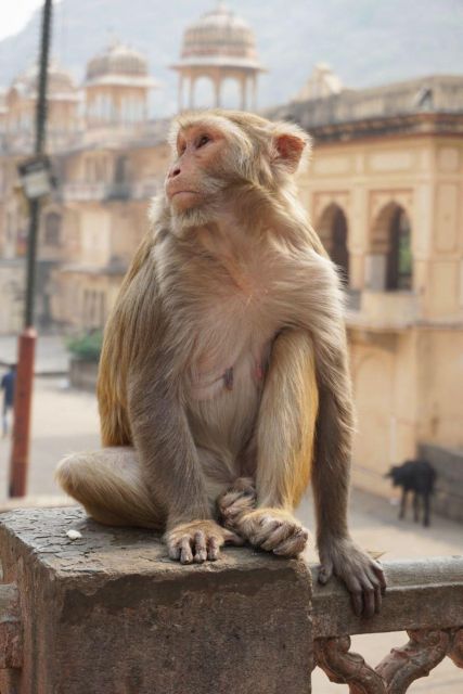 Jaipur sightseeing tour with monkey temple (Galta ji temple) - Lunch and Jaipur Shopping