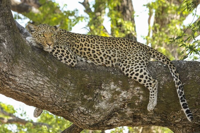 Jaipur to Jhalana Leopard reserve Private Day Trip All Inclusive - The Jaipur pickup keeps the morning or afternoon easy