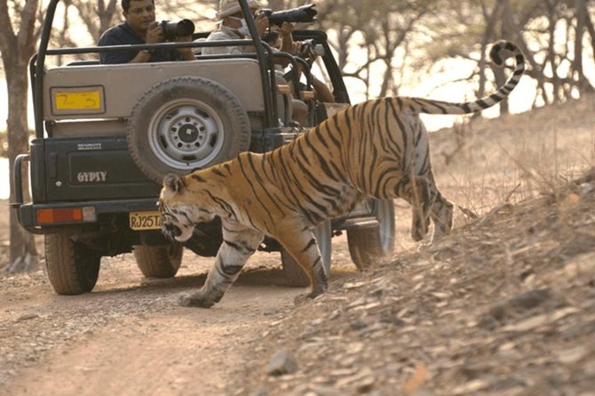 Jaipur to Ranthambore Tiger reserve Safari Day trip All Inclusive - What the $78.65 price really covers
