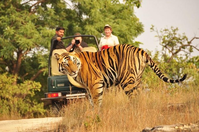 Jaipur to Ranthambore Tiger reserve Safari Day trip All Inclusive - Why the naturalist matters
