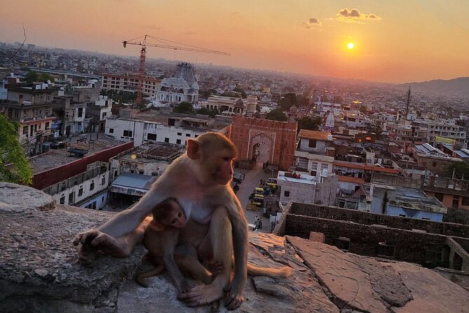 Jaipur Tuk Tuk Sightseeing Tour with Monkey Temple Sunset View - Amer brings the major fort experience
