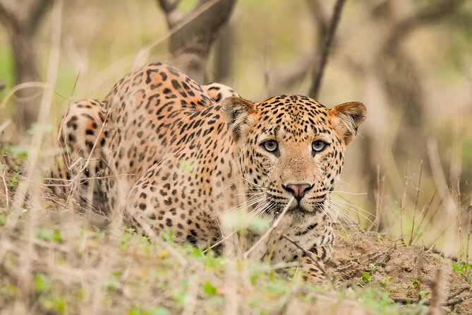 Jhalana Panther Safari Park Tour in Jaipur - Quick take: what matters most