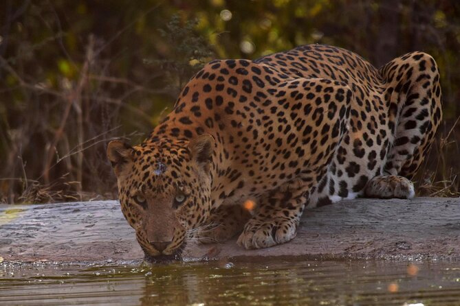 Jhalana Panther Safari Park Tour in Jaipur - Why Jhalana is worth considering in Jaipur