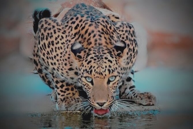 Jhalana Panther Safari Park Tour in Jaipur - Two and a half hours among Jhalana’s wildlife