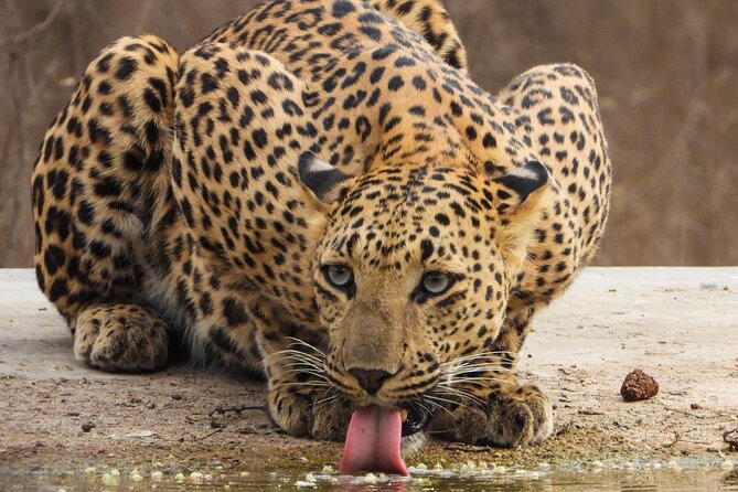 Jhalana Panther Safari Park Tour in Jaipur - The park’s strengths and its artificial feel