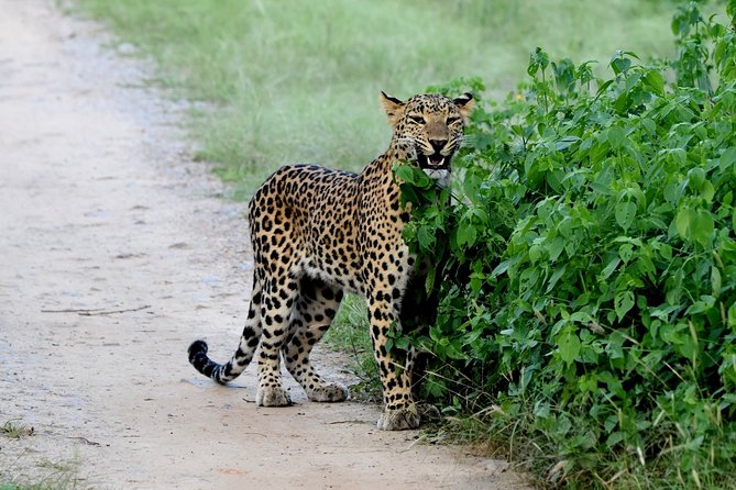 Jhalana Panther Safari Park Tour in Jaipur - Reaching the meeting point and entering the park