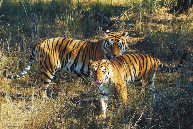 Kaziranga Indian Big Five Wildlife Tour - Key points to know before booking