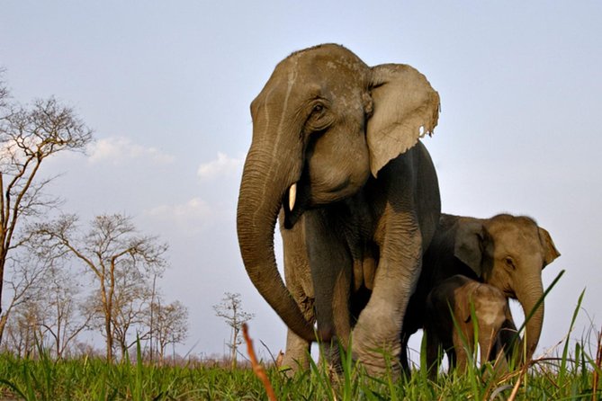 Kaziranga Indian Big Five Wildlife Tour - Why this three-day Kaziranga plan works